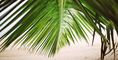 Coconut Village Holiday Villa B1别墅照片 5